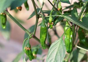 酵素と断食の健康効果を科学的に解説-効果的な方法と注意点