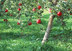 大阪のお好み焼きの魅力と地域に根ざした「ぼてぢゅう」グループの全貌